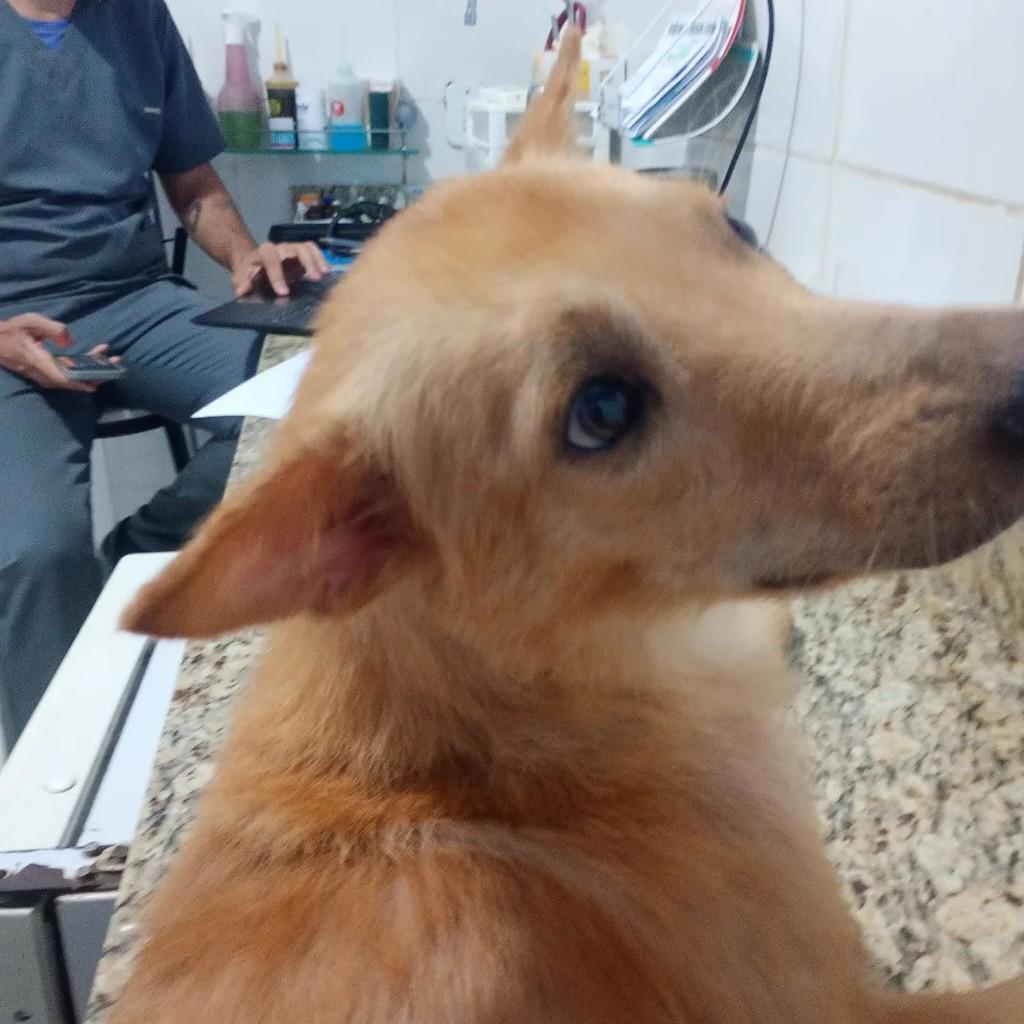 Shark, cachorro de porte médio para adoção em Paraty - RJ