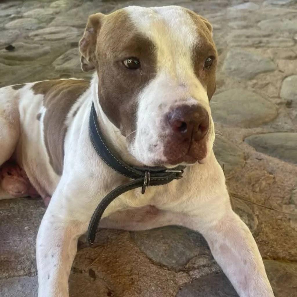 Doguinho, cachorro de porte médio para adoção em Paraty - RJ