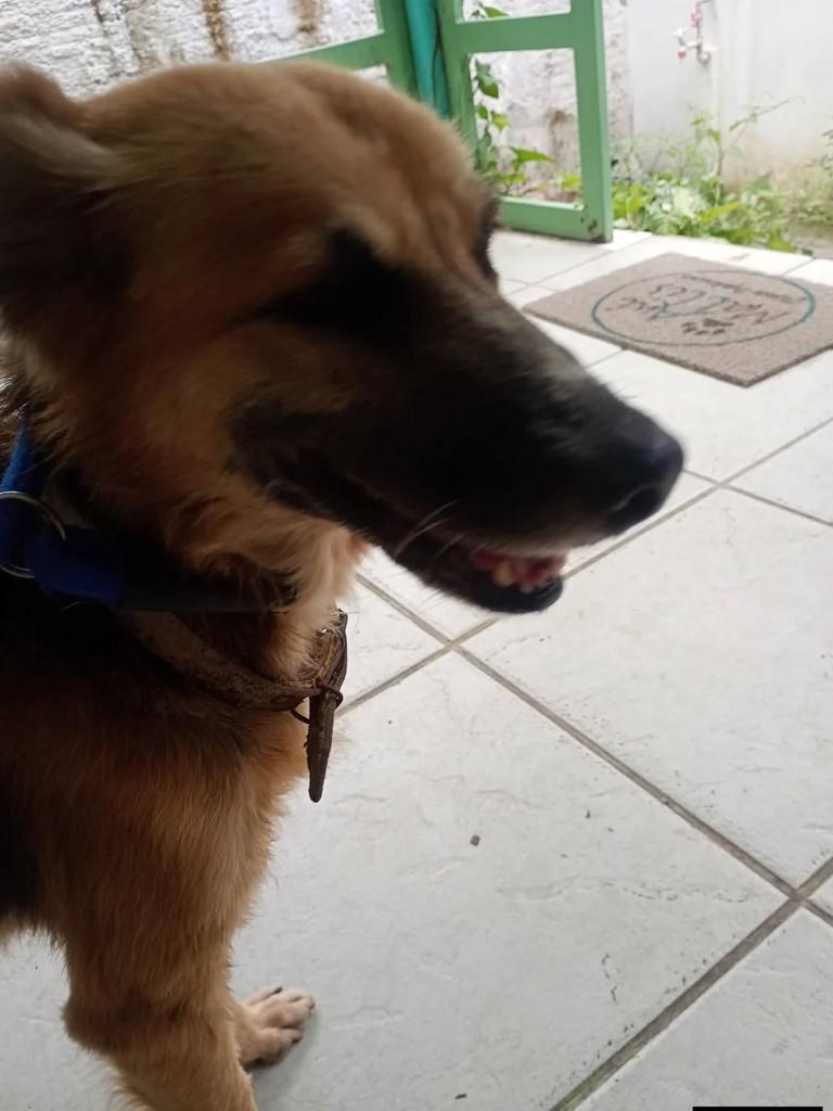 Moreno, cachorro de porte médio para adoção em Paraty - RJ