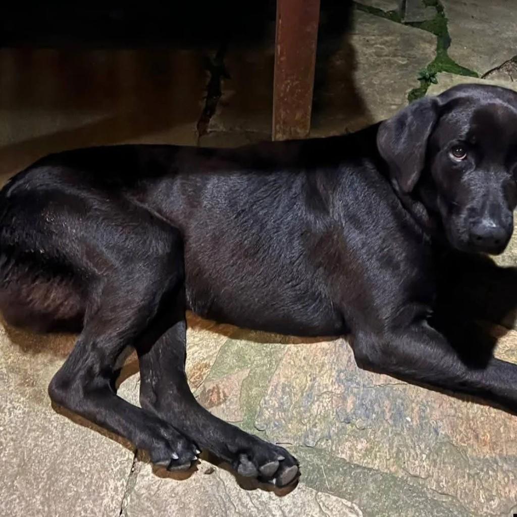 Dog preto, cachorro de porte médio para adoção em Paraty - RJ