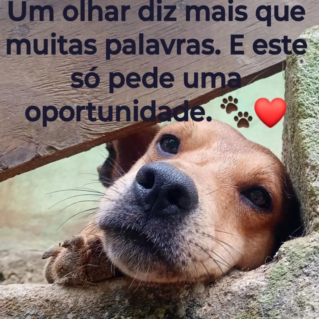 Bamby, cadela para adoção em Paraty - RJ