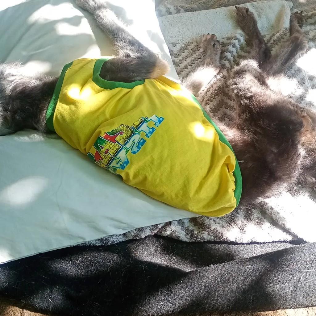 Chulé, gato de porte pequeno para adoção em Paraty - RJ