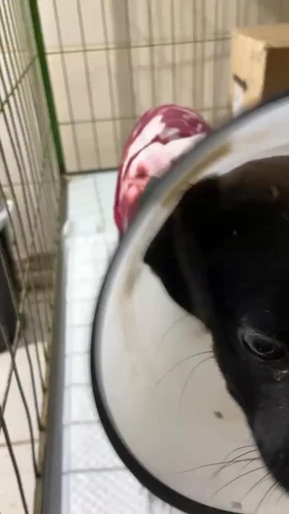 Neguinha, gato para adoção em Chapecó - SC