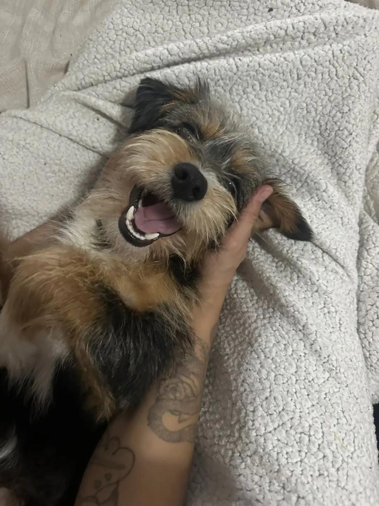 José, cachorro de porte pequeno para adoção em Chapecó - SC
