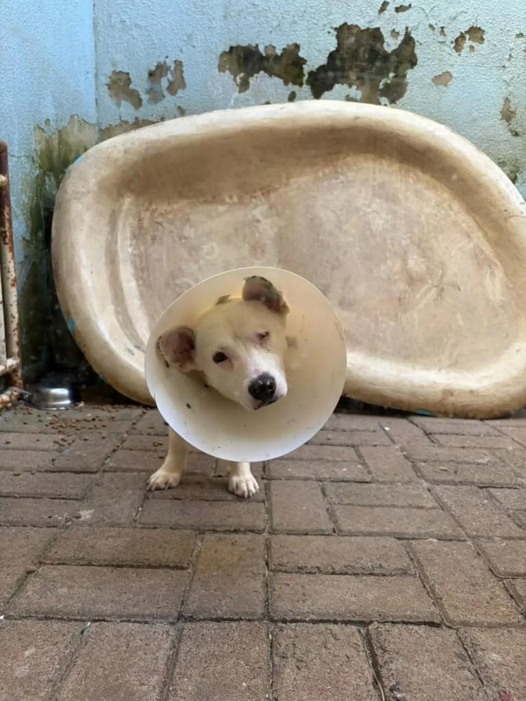 Mocinho, cachorro de porte pequeno para adoção em Chapecó - SC