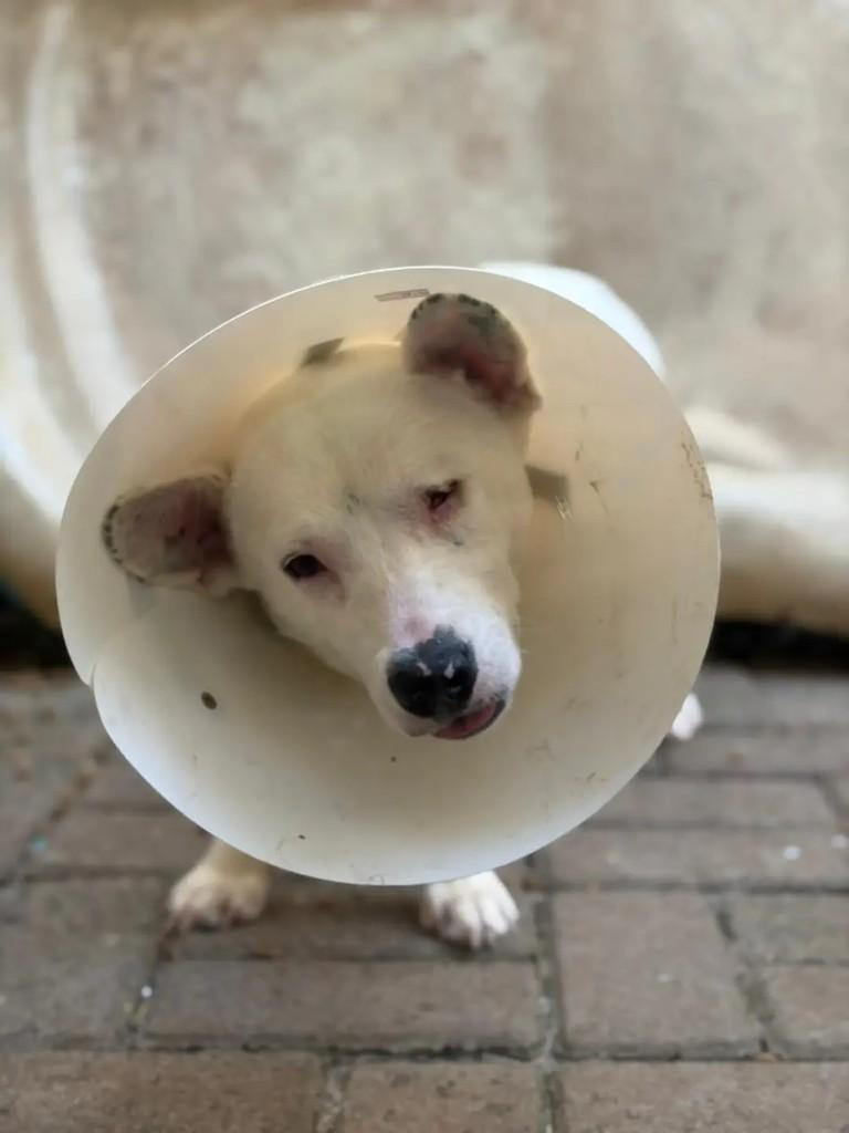 Mocinho, cachorro de porte pequeno para adoção em Chapecó - SC — foto 2 de 4