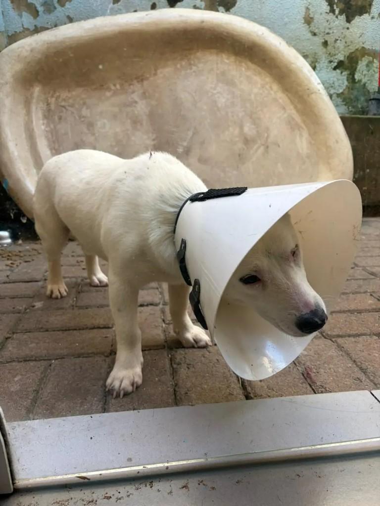 Mocinho, cachorro de porte pequeno para adoção em Chapecó - SC — foto 4 de 4