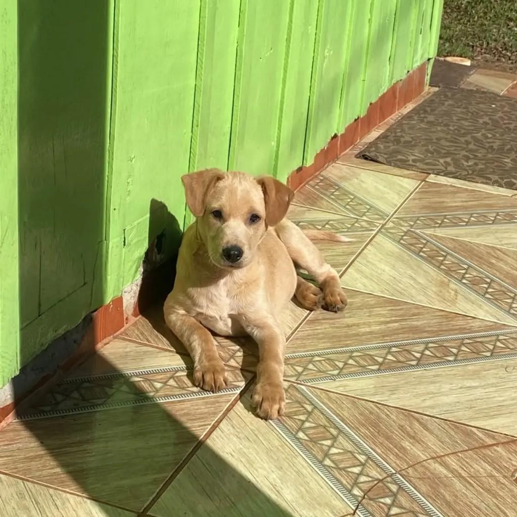 Último, cachorro de porte médio para adoção em Chapecó - SC