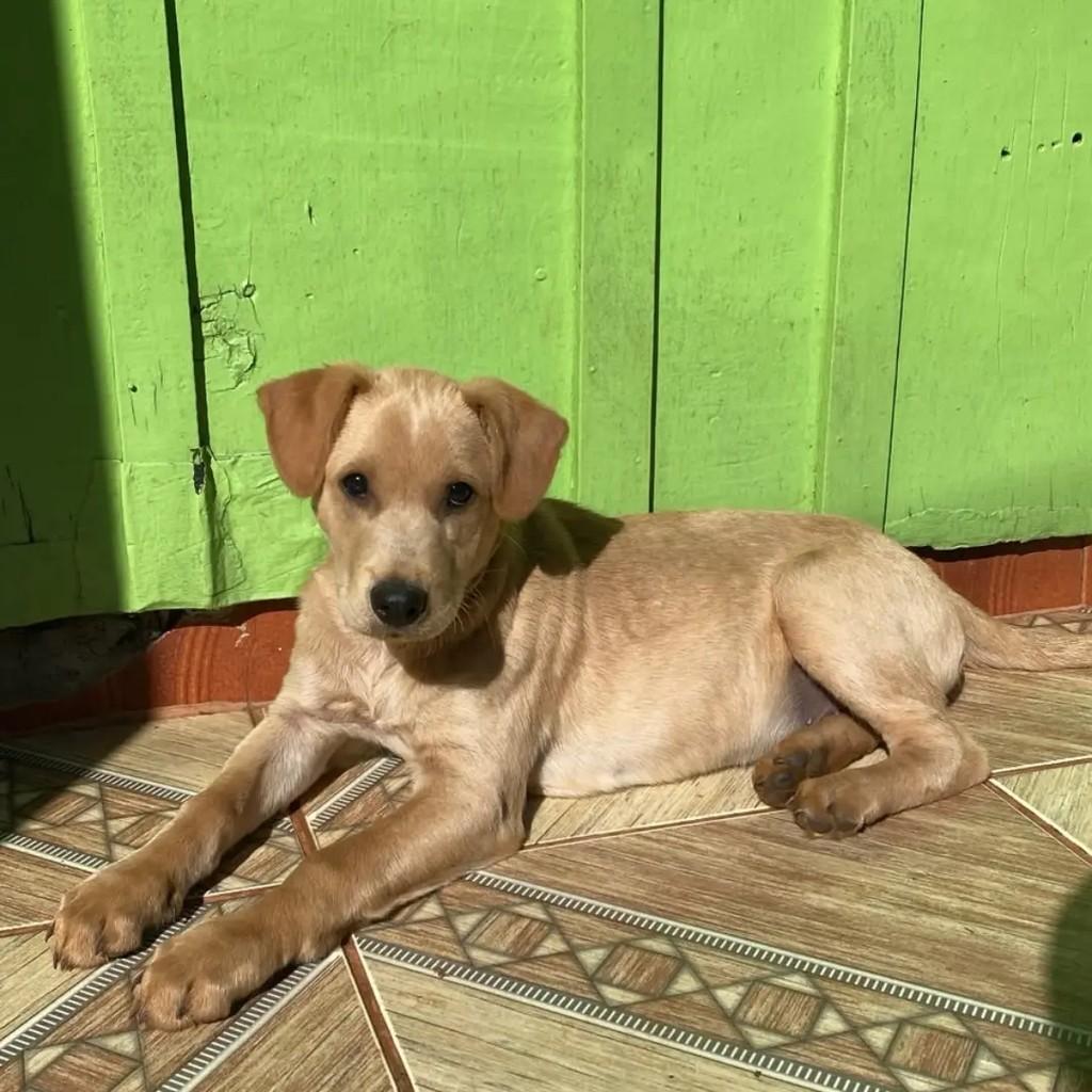 Último, cachorro de porte médio para adoção em Chapecó - SC — foto 2 de 4
