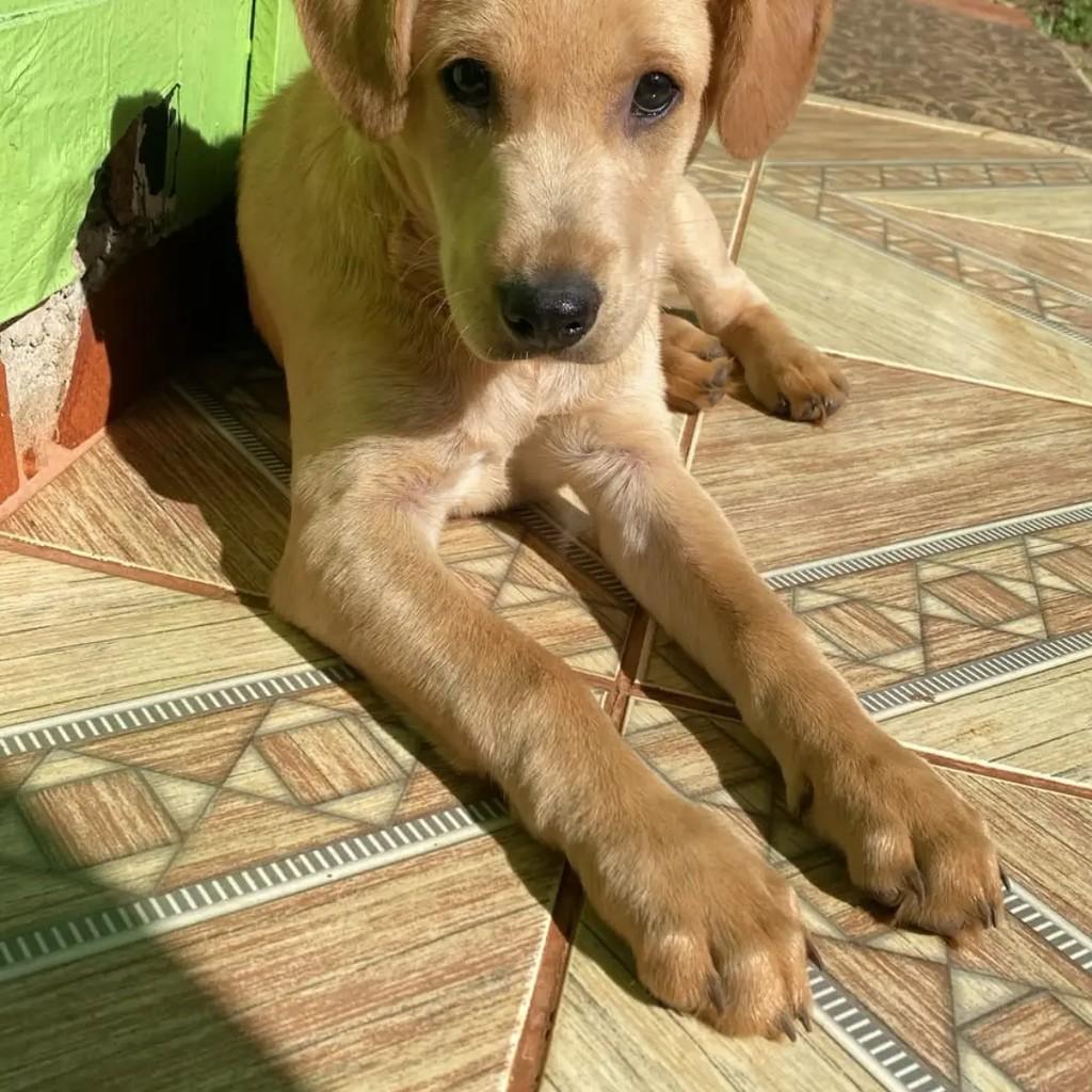 Último, cachorro de porte médio para adoção em Chapecó - SC — foto 3 de 4