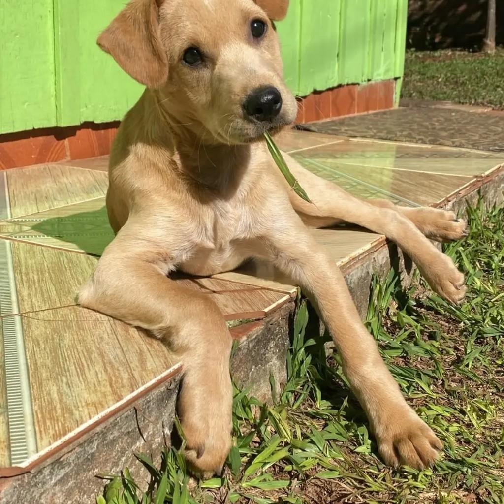 Último, cachorro de porte médio para adoção em Chapecó - SC — foto 4 de 4