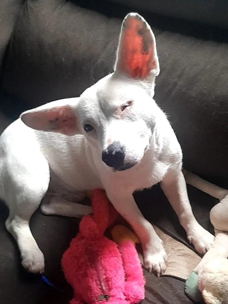 Piratinha, cachorro de porte pequeno para adoção em Chapecó - SC