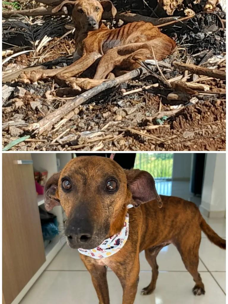 Marrom, cachorro de porte médio para adoção em Chapecó - SC