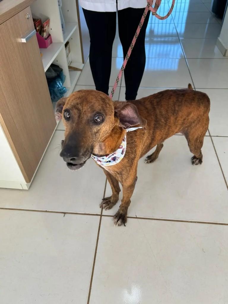 Marrom, cachorro de porte médio para adoção em Chapecó - SC — foto 2 de 4