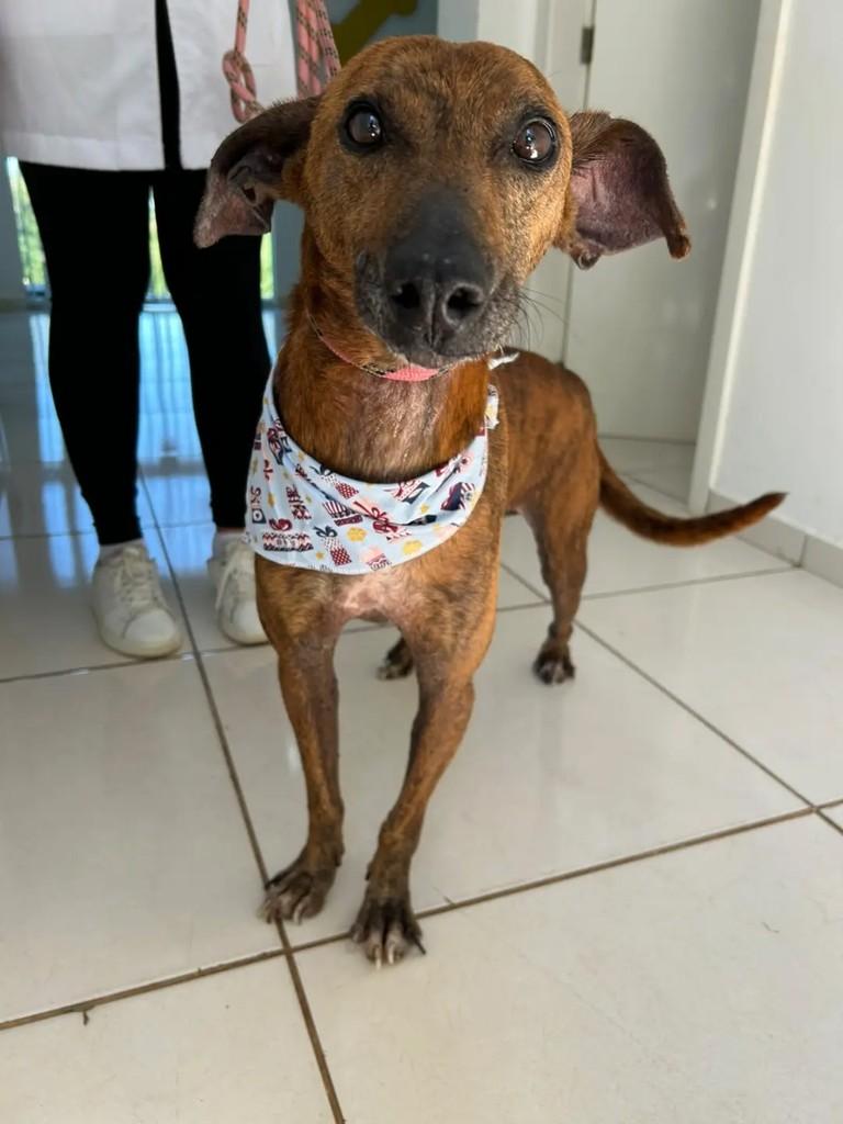 Marrom, cachorro de porte médio para adoção em Chapecó - SC — foto 3 de 4