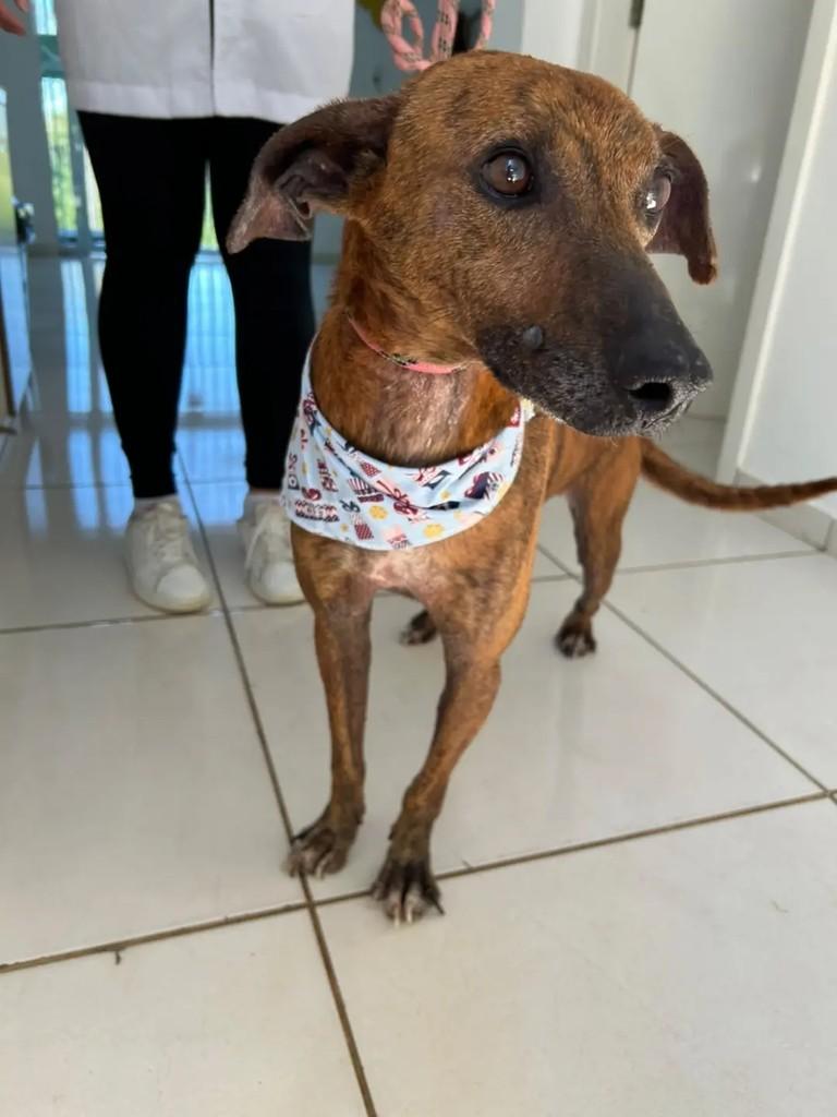 Marrom, cachorro de porte médio para adoção em Chapecó - SC — foto 4 de 4