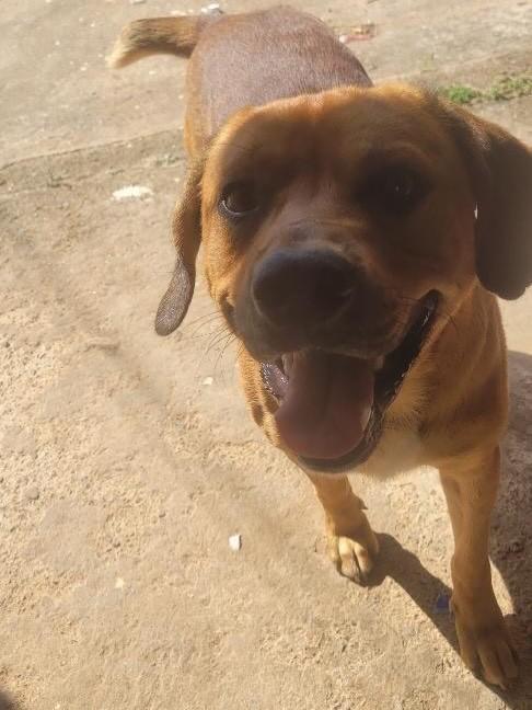 Fredy, cachorro de porte médio para adoção em São Miguel Arcanjo - SP