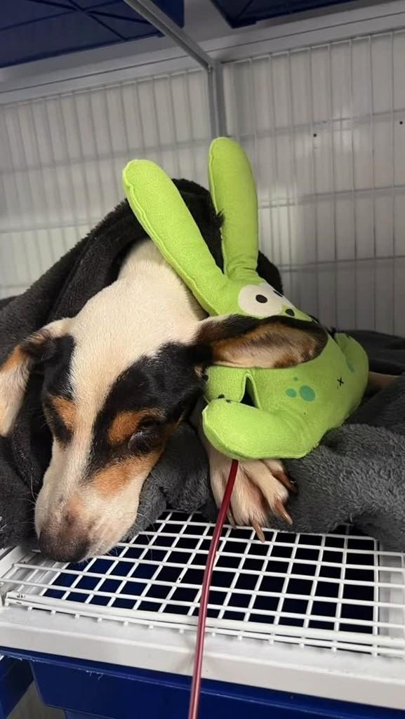 Maria, cachorro de porte médio para adoção em Cascavel - PR