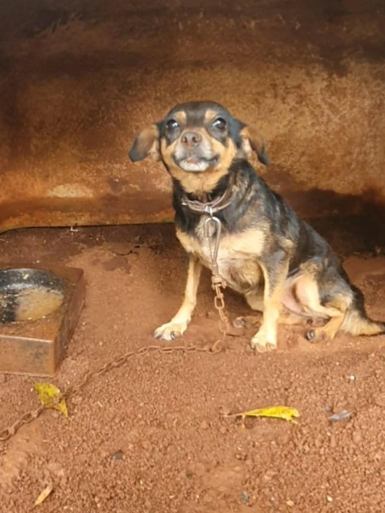 Amora, cachorro de porte médio para adoção em Cascavel - PR