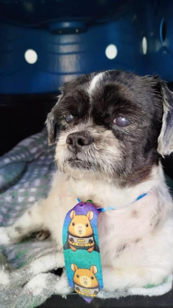 Jubileu, cachorro de porte pequeno para adoção em Cascavel - PR