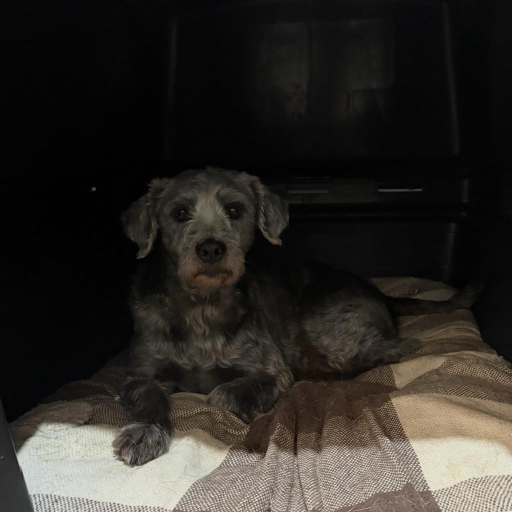 Rony, cachorro de porte médio para adoção em Cascavel - PR