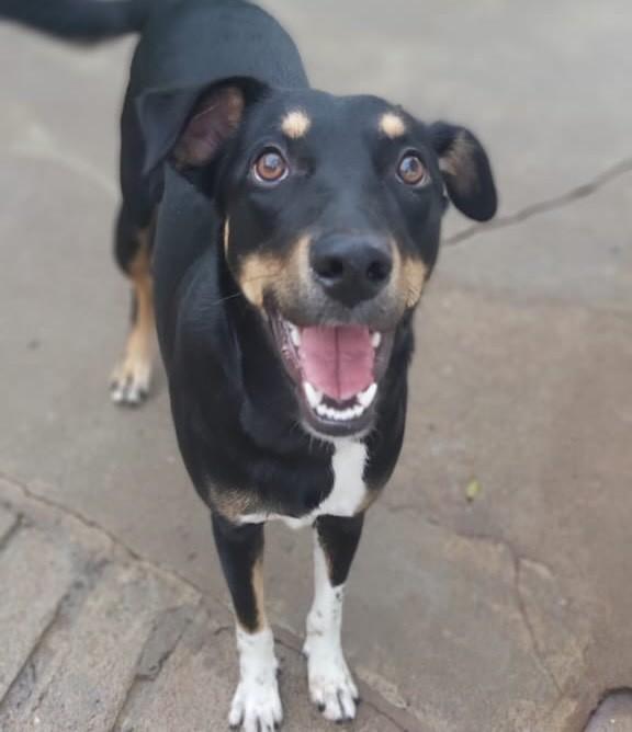 Luna, cachorro de porte médio para adoção em Cascavel - PR