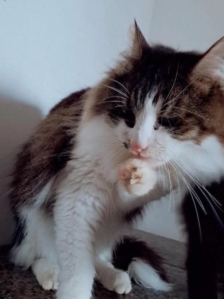 Gatão, gato de porte médio para adoção em Cascavel - PR