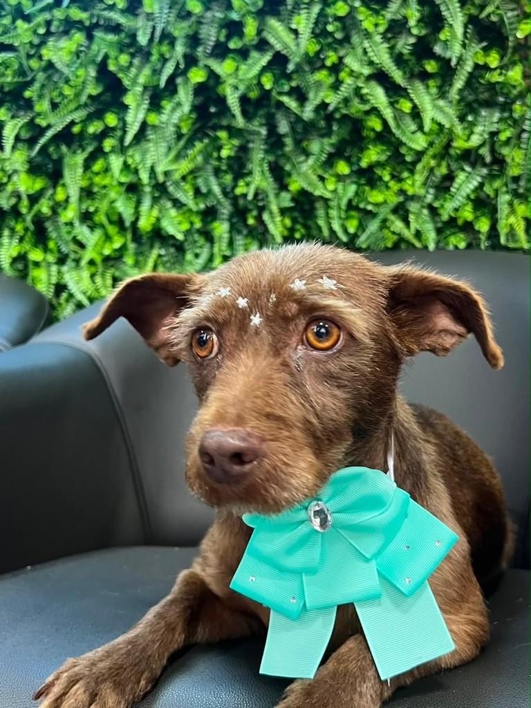 Nutella, cadela de porte pequeno para adoção em Cascavel - PR