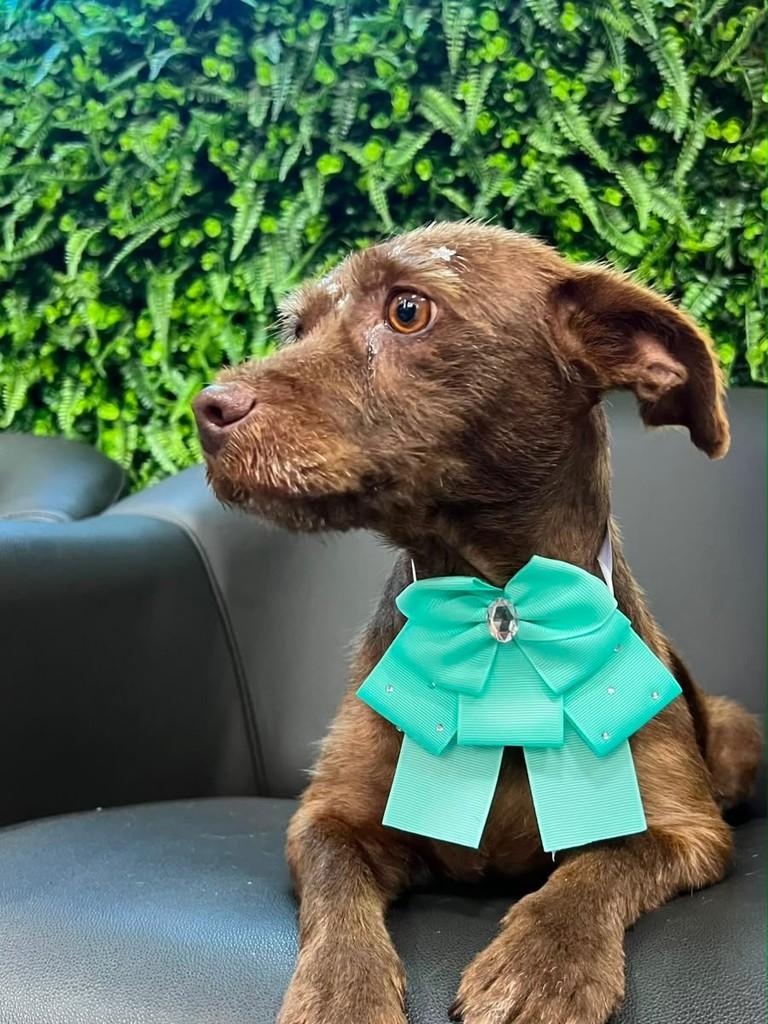 Nutella, cadela de porte pequeno para adoção em Cascavel - PR — foto 2 de 4