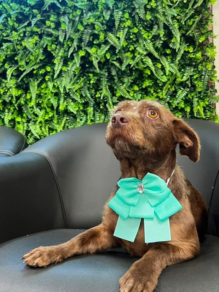 Nutella, cadela de porte pequeno para adoção em Cascavel - PR — foto 3 de 4