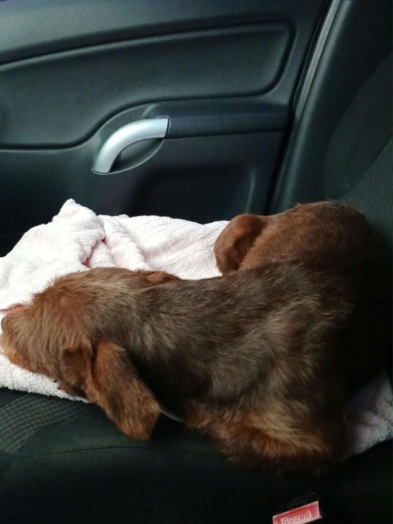 Nutella, cadela de porte pequeno para adoção em Cascavel - PR — foto 4 de 4