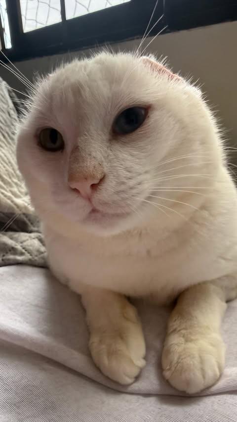 Mimo, gata de porte médio para adoção em Cascavel - PR