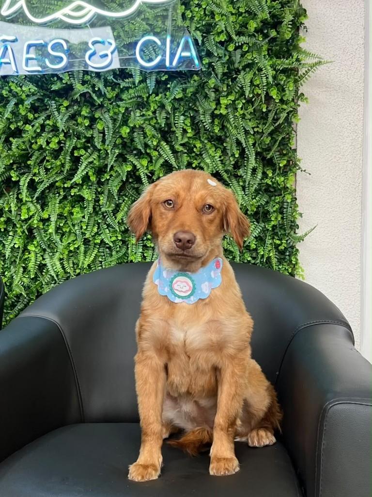 Sol, cachorro de porte pequeno para adoção em Cascavel - PR