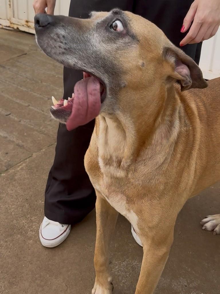Roque, cachorro de porte grande para adoção em Cascavel - PR — foto 2 de 3