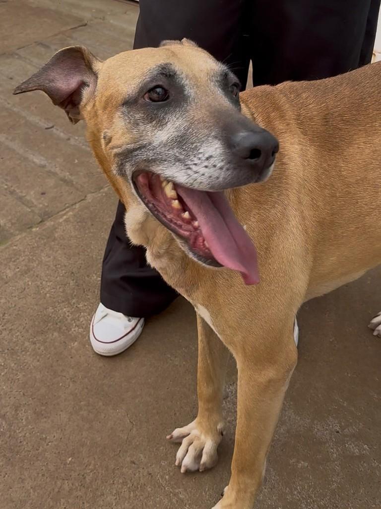 Roque, cachorro de porte grande para adoção em Cascavel - PR — foto 3 de 3