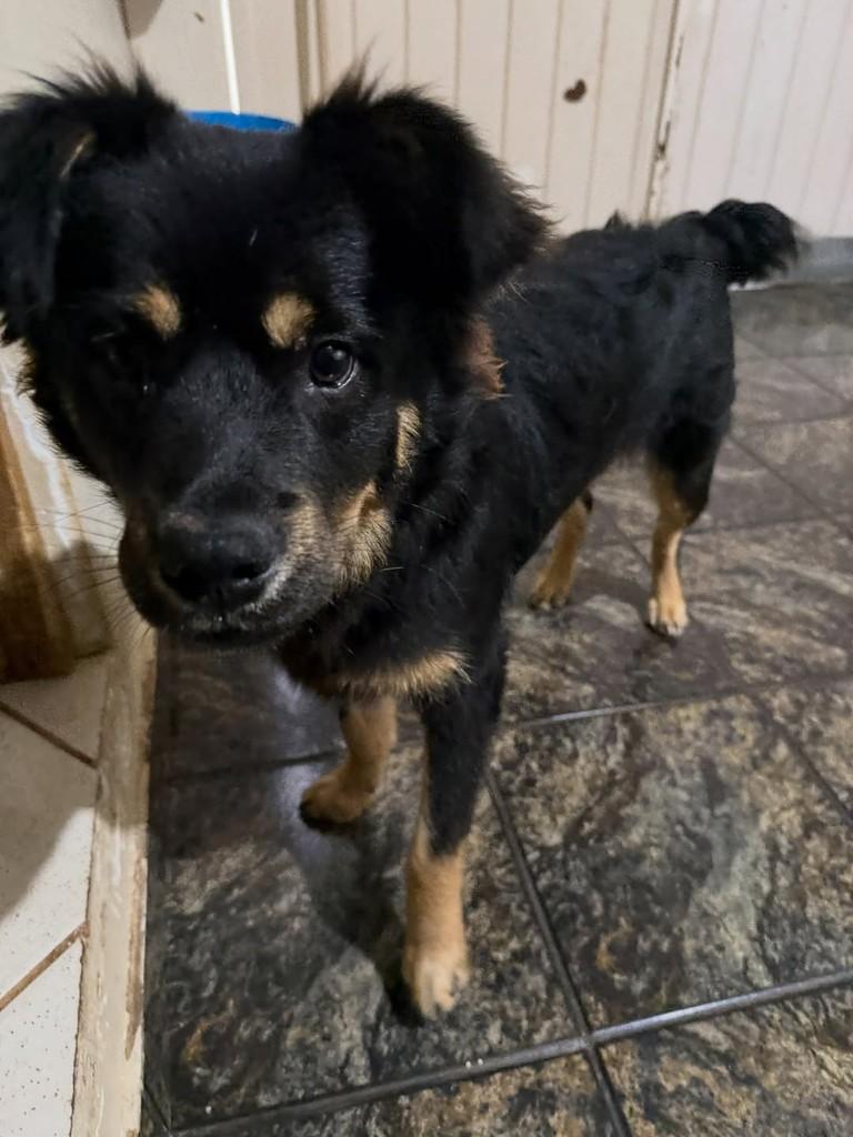 Rodolfo, cachorro de porte médio para adoção em Cascavel - PR