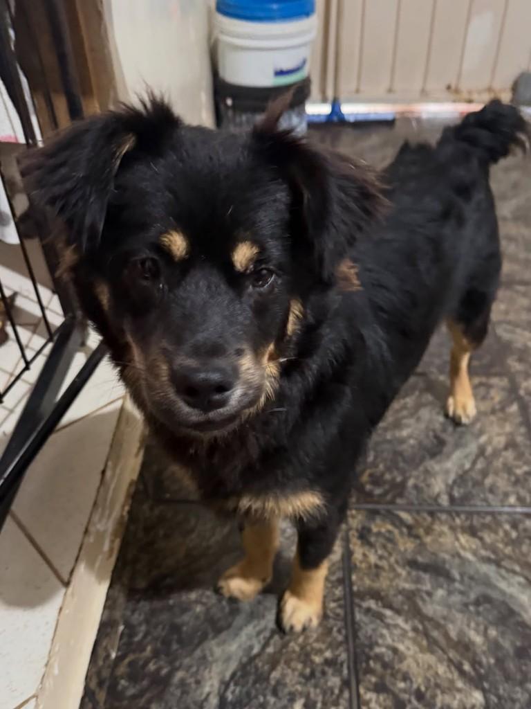 Rodolfo, cachorro de porte médio para adoção em Cascavel - PR — foto 2 de 2