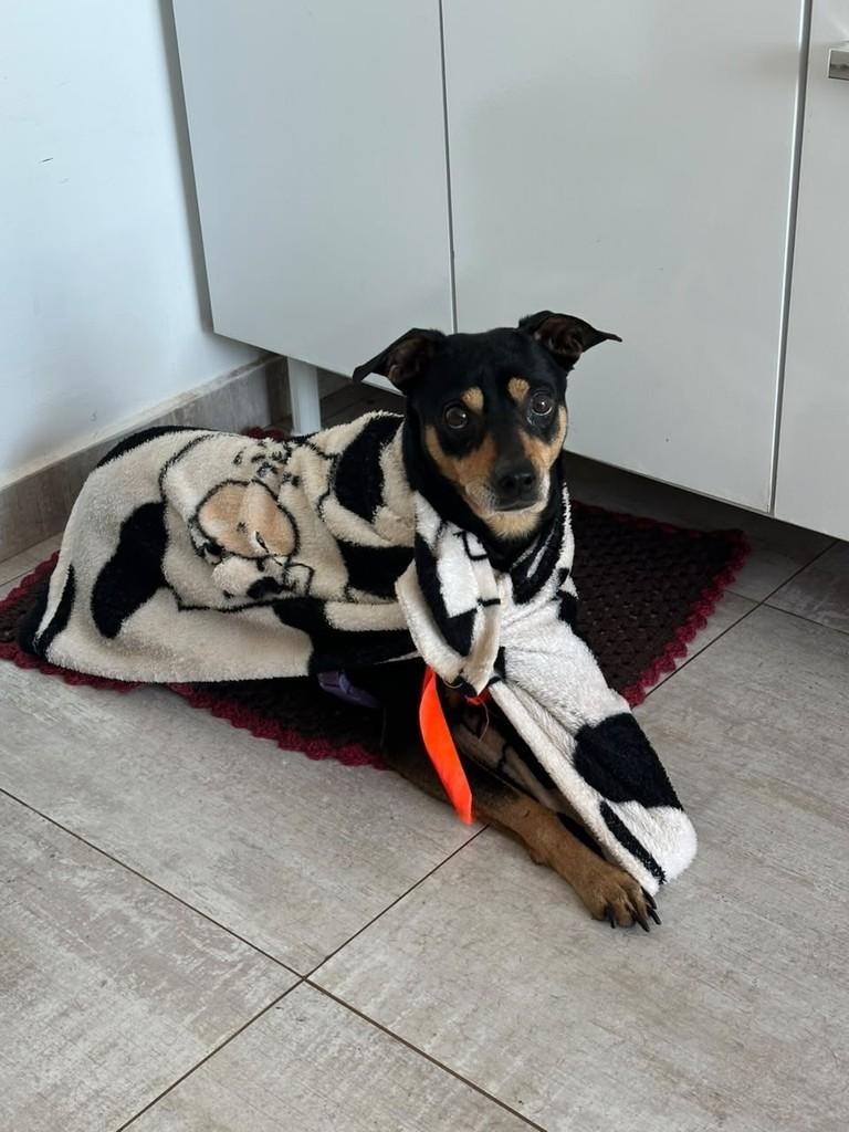 Zara, cadela de porte pequeno para adoção em Cascavel - PR — foto 2 de 4