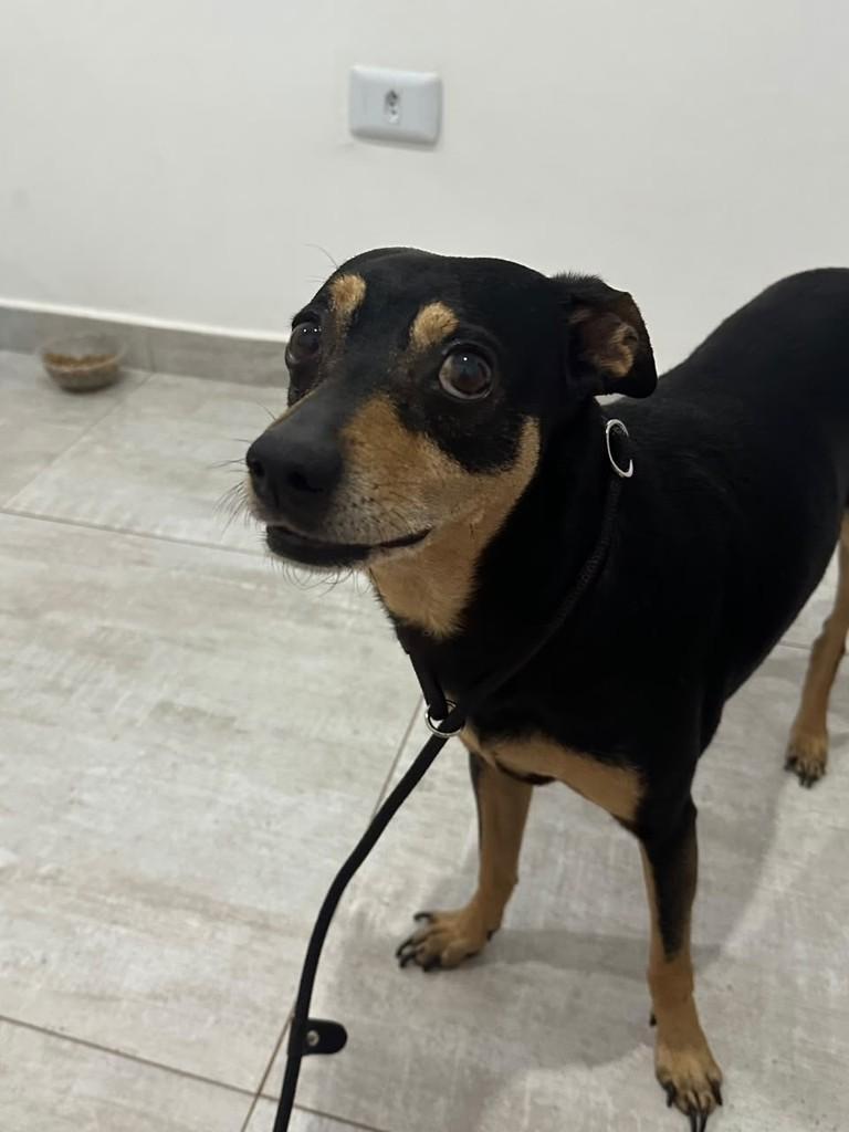 Zara, cadela de porte pequeno para adoção em Cascavel - PR — foto 3 de 4