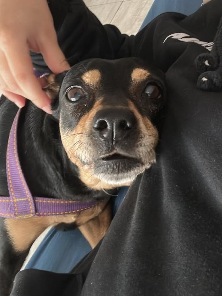 Zara, cadela de porte pequeno para adoção em Cascavel - PR — foto 4 de 4