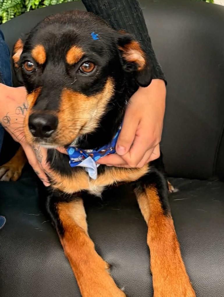 Cotoco, cachorro de porte médio para adoção em Cascavel - PR