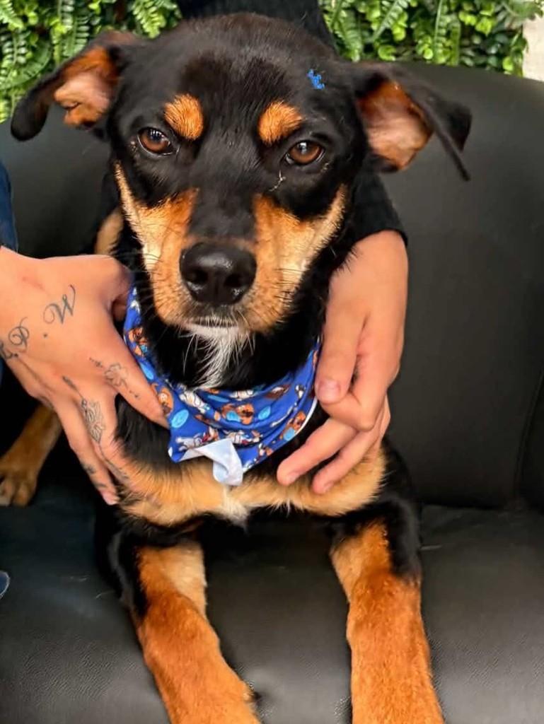 Cotoco, cachorro de porte médio para adoção em Cascavel - PR — foto 2 de 3