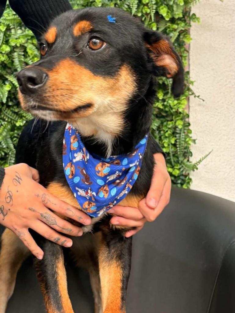 Cotoco, cachorro de porte médio para adoção em Cascavel - PR — foto 3 de 3