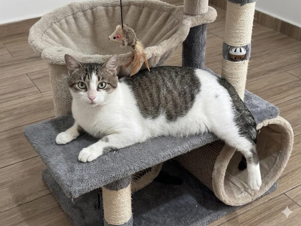 Tigrão, gato de porte médio para adoção em Guarulhos - SP