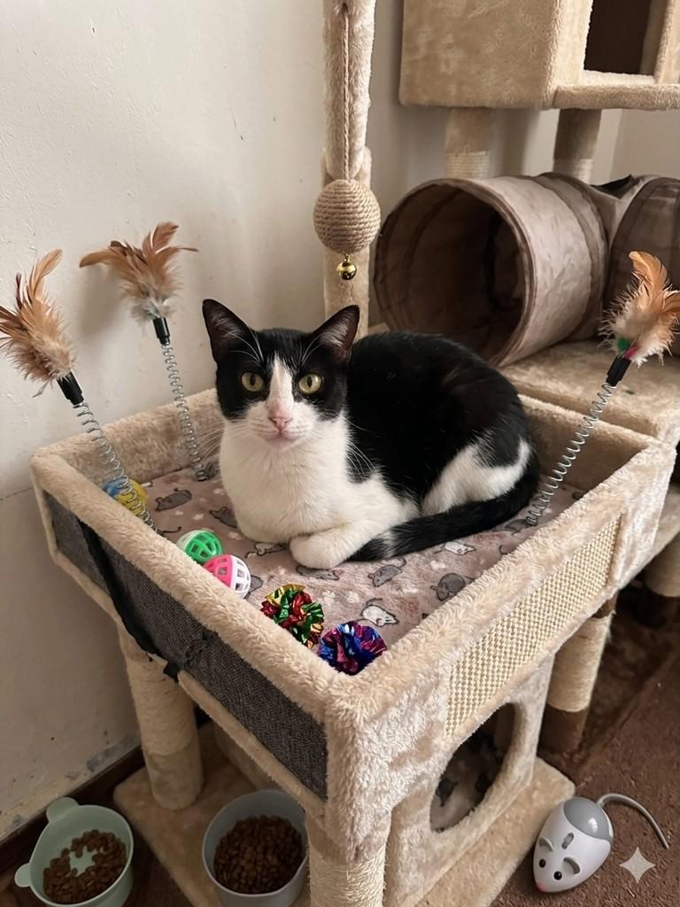 Chloe, gata de porte médio para adoção em Guarulhos - SP