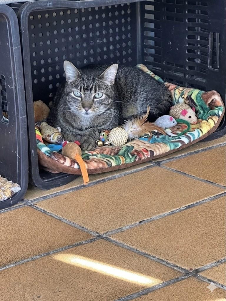 Chanel, gato de porte pequeno para adoção em Guarulhos - SP