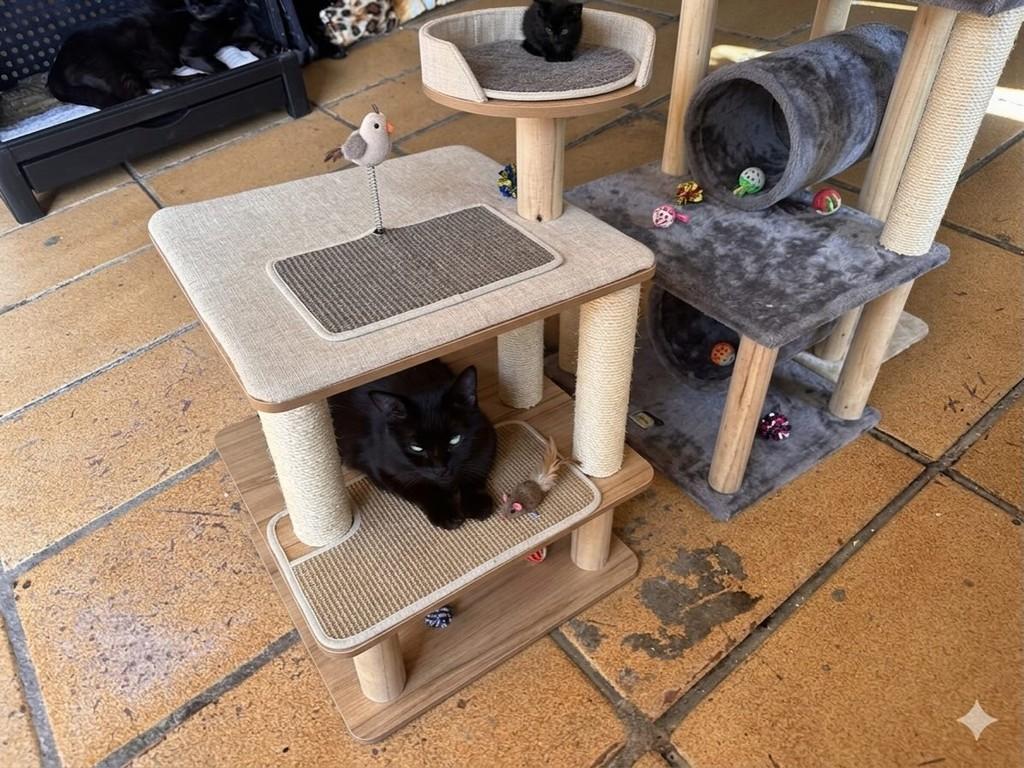 Caleb, gato para adoção em Guarulhos - SP