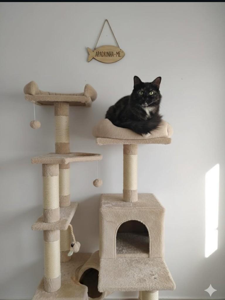Greta, gato de porte pequeno para adoção em Guarulhos - SP