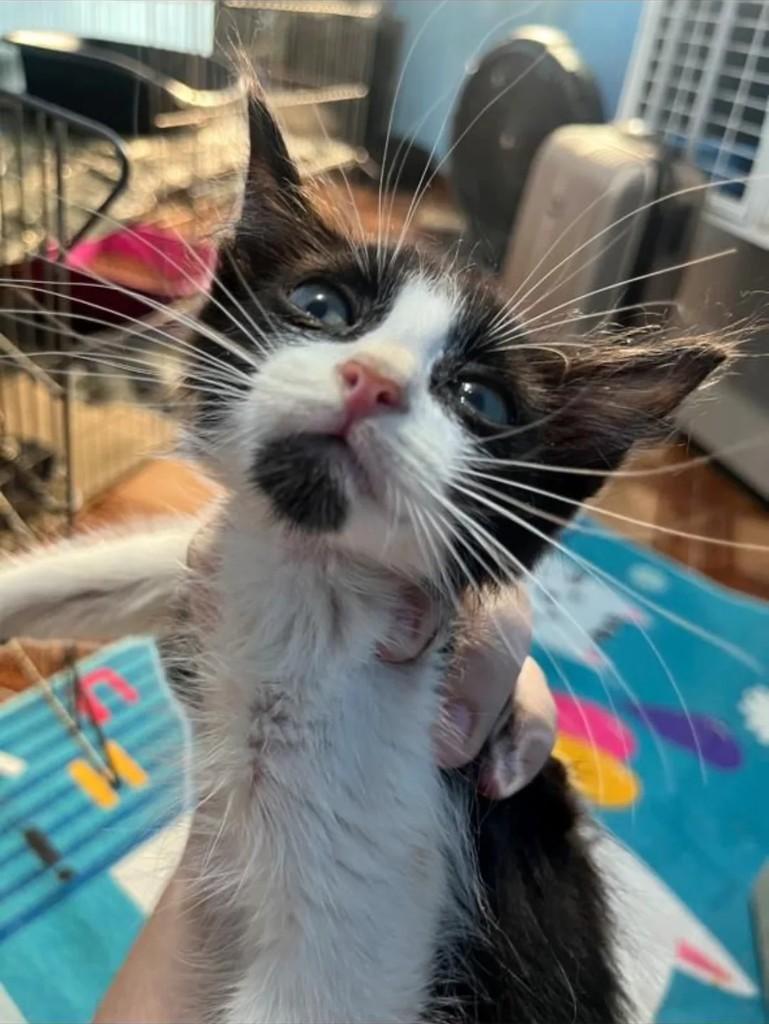 Salivam, gato de porte pequeno para adoção em Guarulhos - SP