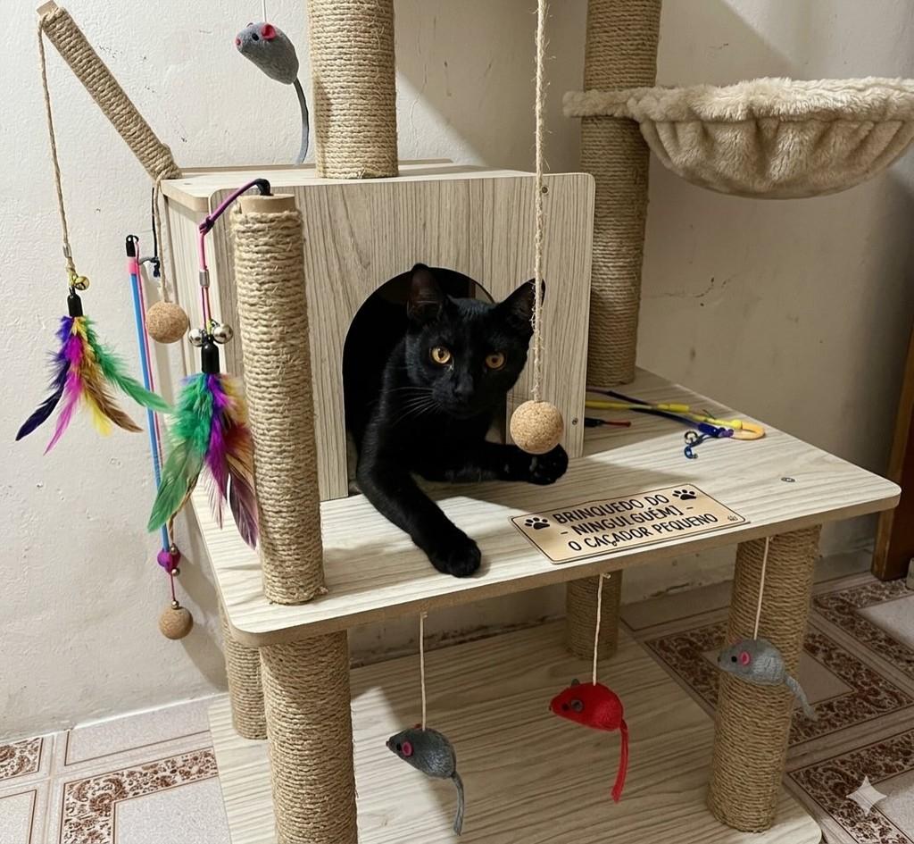 Cem, gato de porte pequeno para adoção em Guarulhos - SP